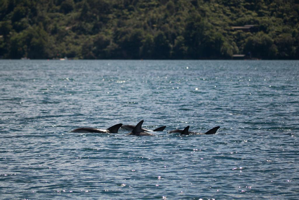 Lochmara Lodge - 20Mins By Boat From Picton Lochmara Bay Екстериор снимка